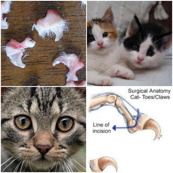 41 HQ Pictures Declawing Cats Cost Mn / Declawing Cats The ...
