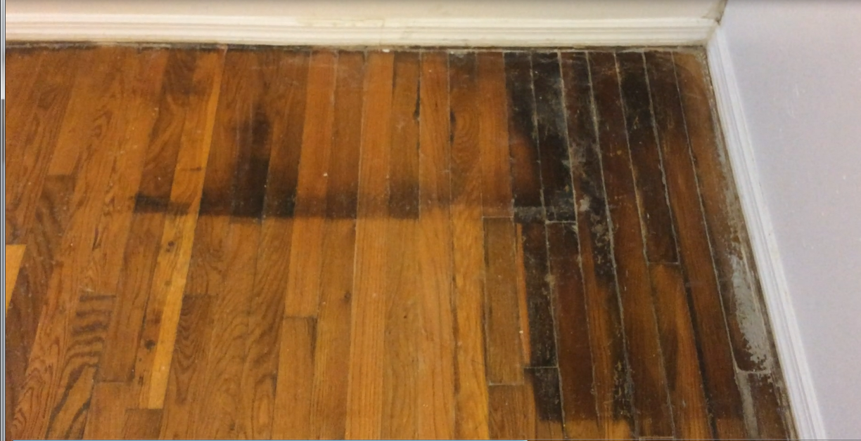 Cat Urine From Hardwood Floors, How To Remove Old Dog Urine Stains From Hardwood Floors