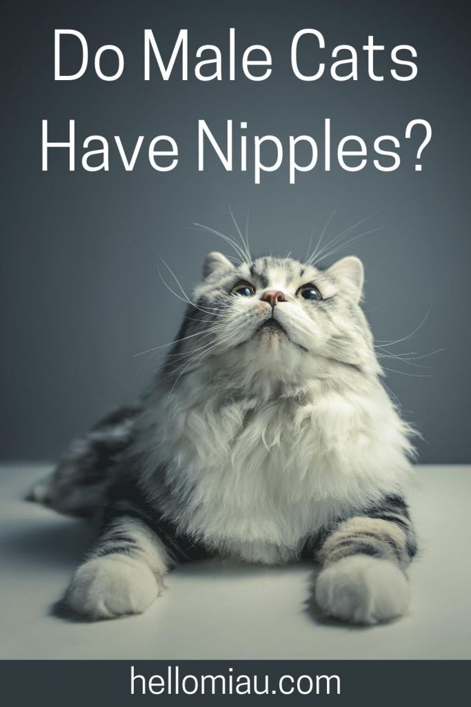 Do Male Cats Have Nipples?