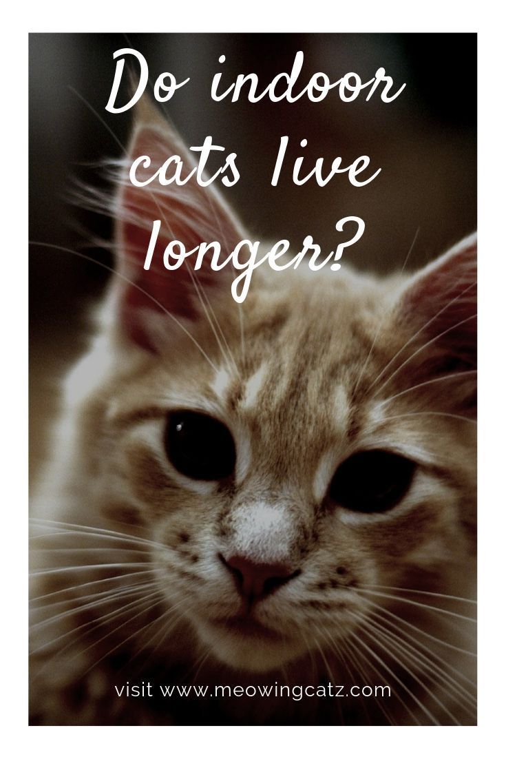 How Long Do Cats Live? Facts about the Average Cat ...