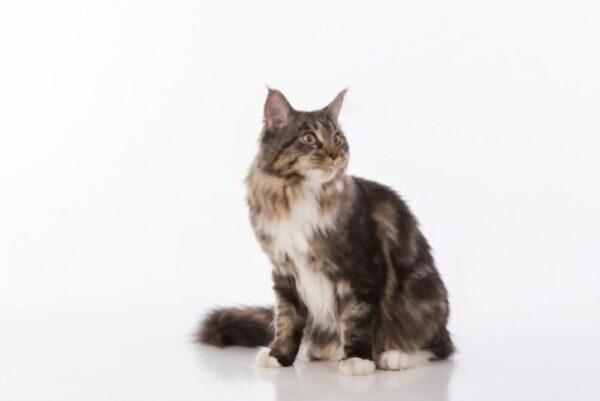 How Long Do Maine Coon Cats Live? Ultimate Guide