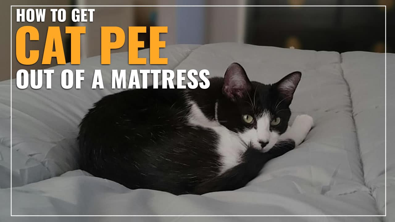 How To Get Cat Pee Out Of A Mattress (Simple 9 Step Guide)