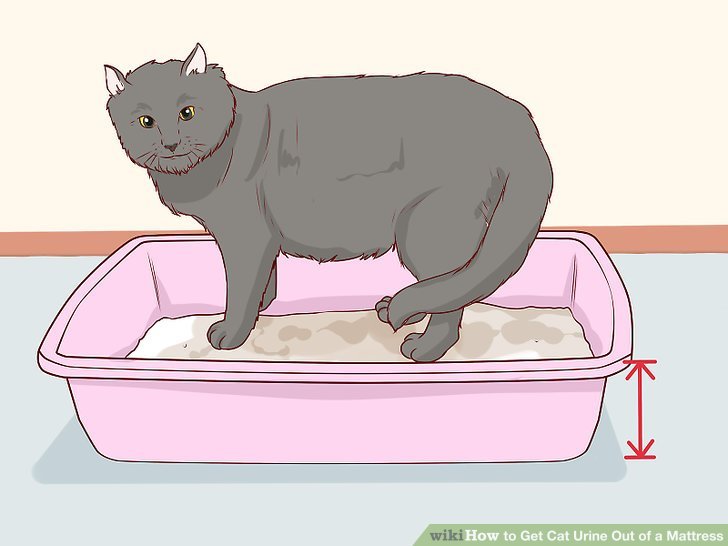 How to Get Cat Urine Out of a Mattress (with Pictures ...