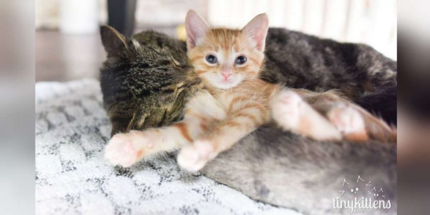 How To Introduce A Kitten To An Older Cat - Cats World Club