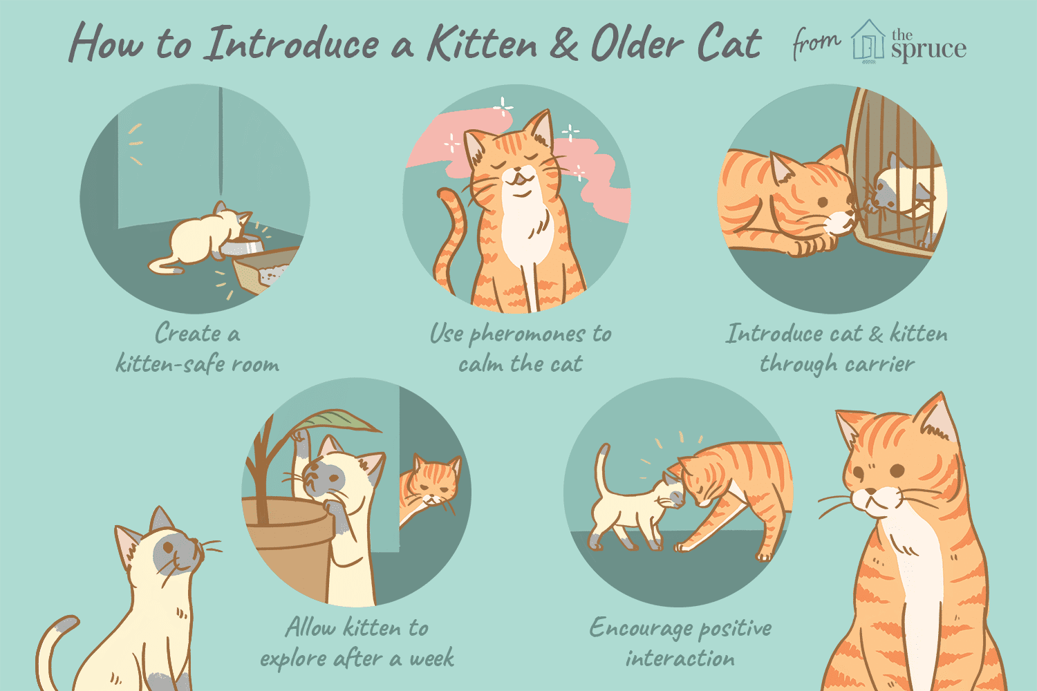 How to Introduce a New Kitten to an Older Cat