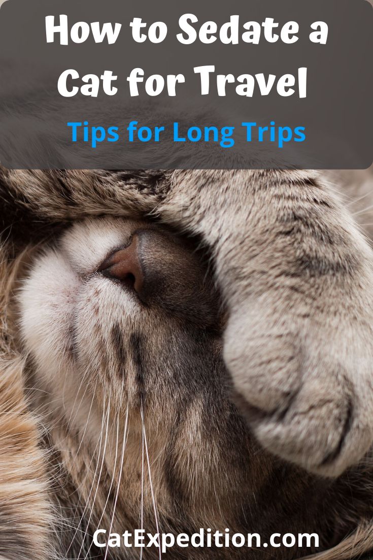 How to Sedate a Cat for Travel
