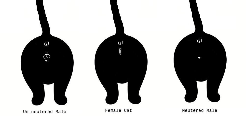 How to Tell the Sex of a Cat