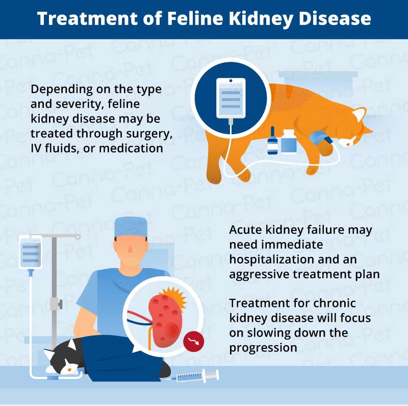 Kidney Disease In Older Cats Treatment