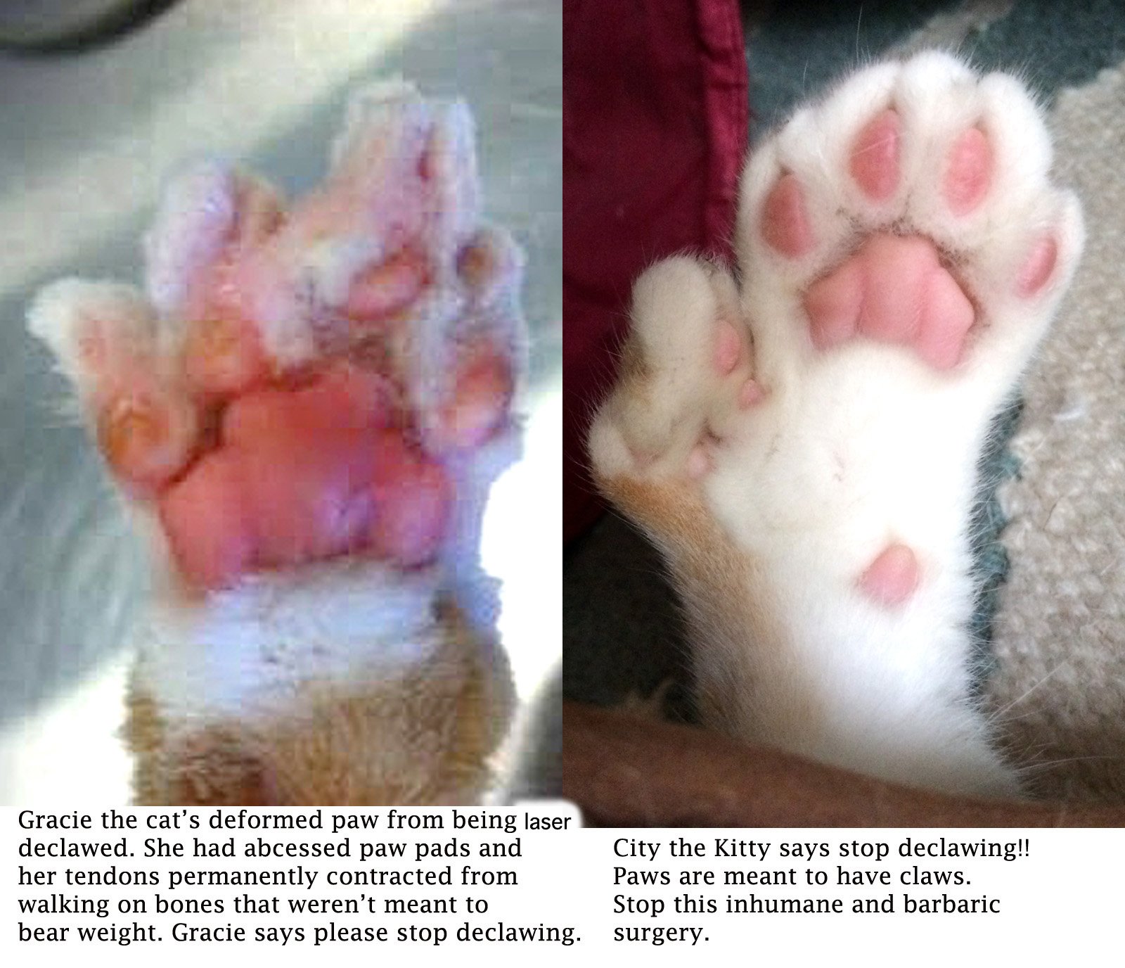 New York Bill To Ban Declawing Archives
