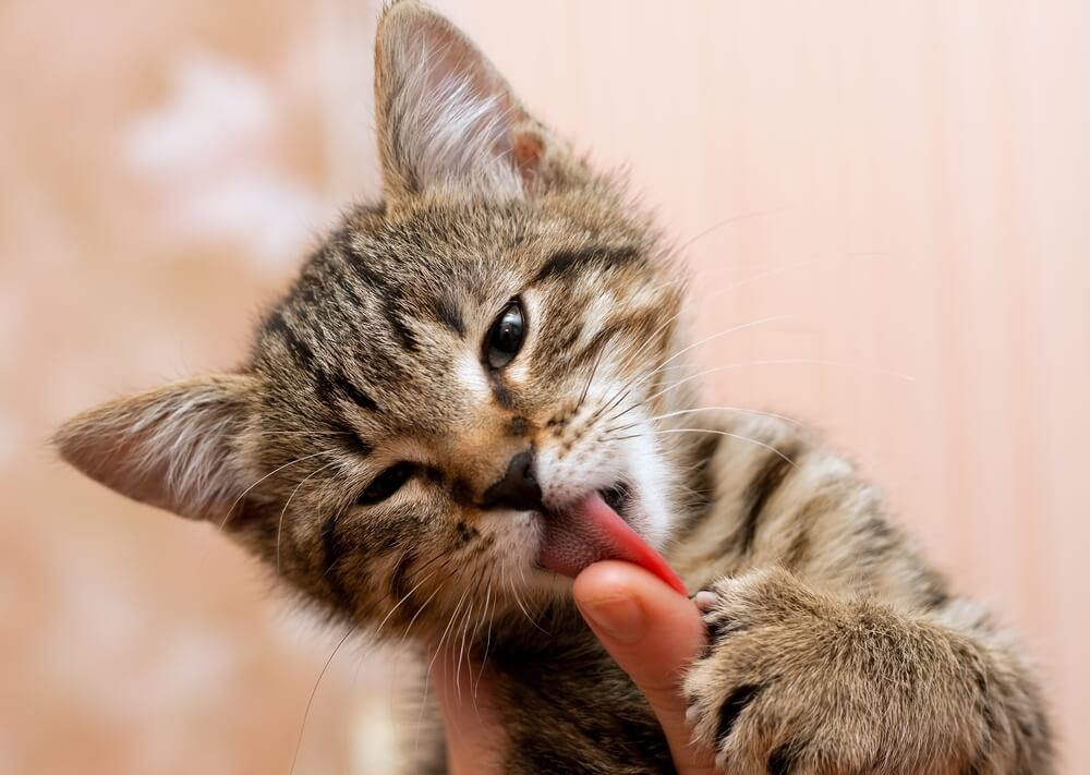 Some Reasons why your cat licks you