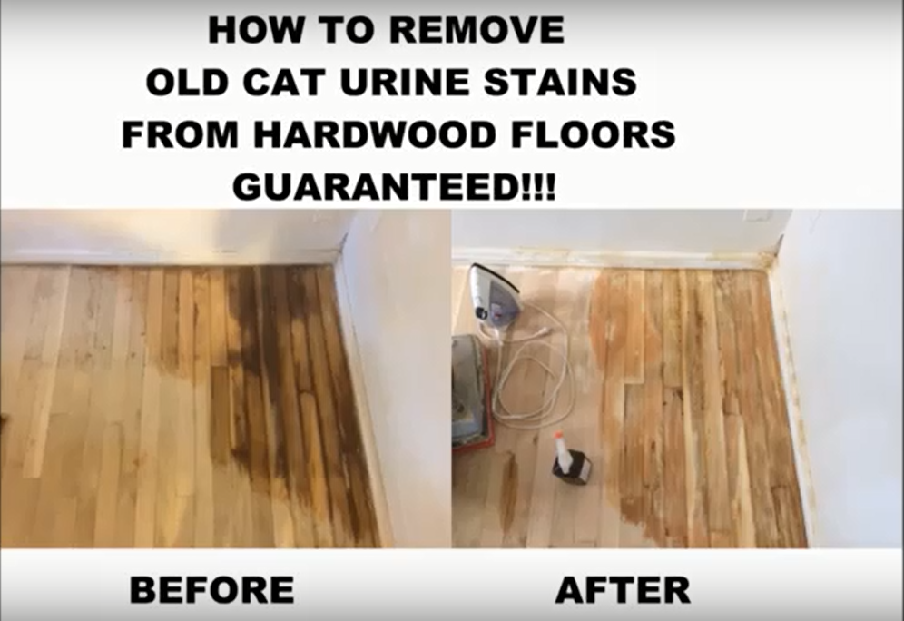Cat Urine Damage Wood Floor Big, How To Fix Urine Stains On Hardwood Floors