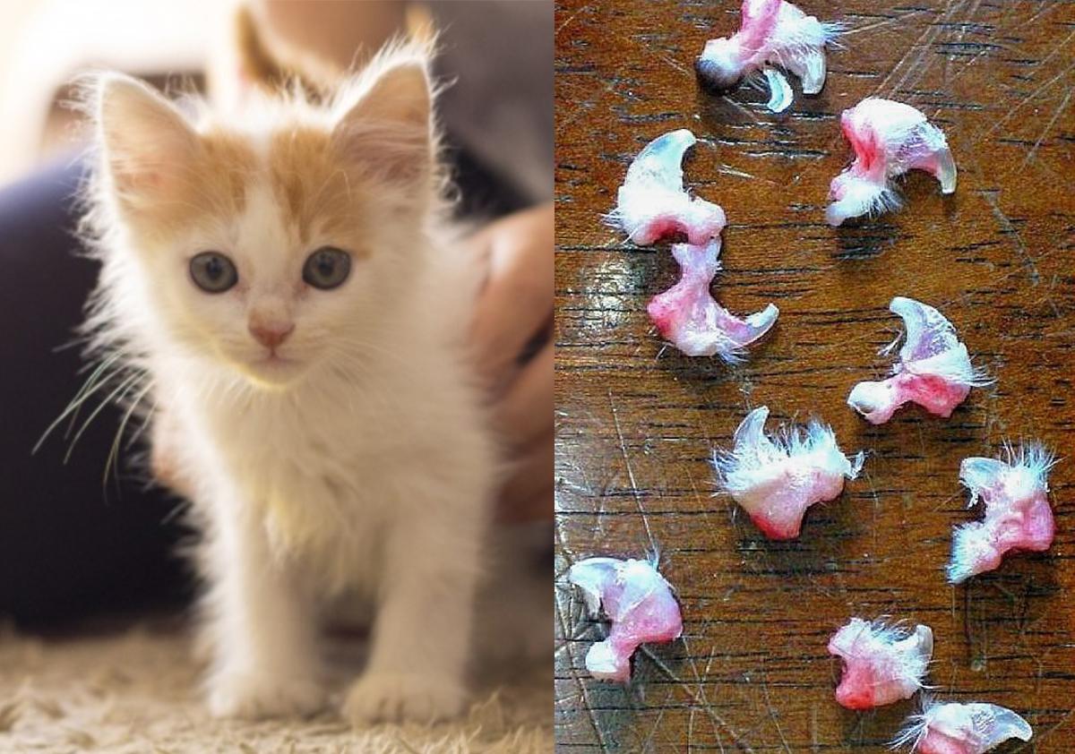 The inhuman act of cat declawing is now banned in New York ...