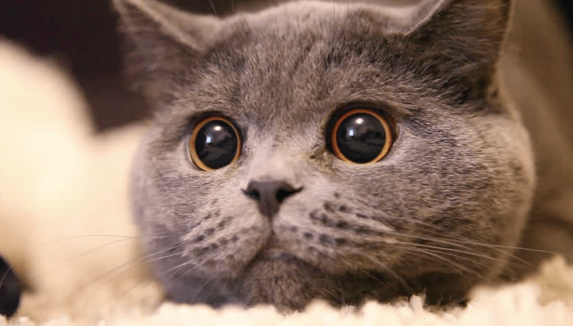What Does It Mean When Your Cats Eyes Are Dilated?