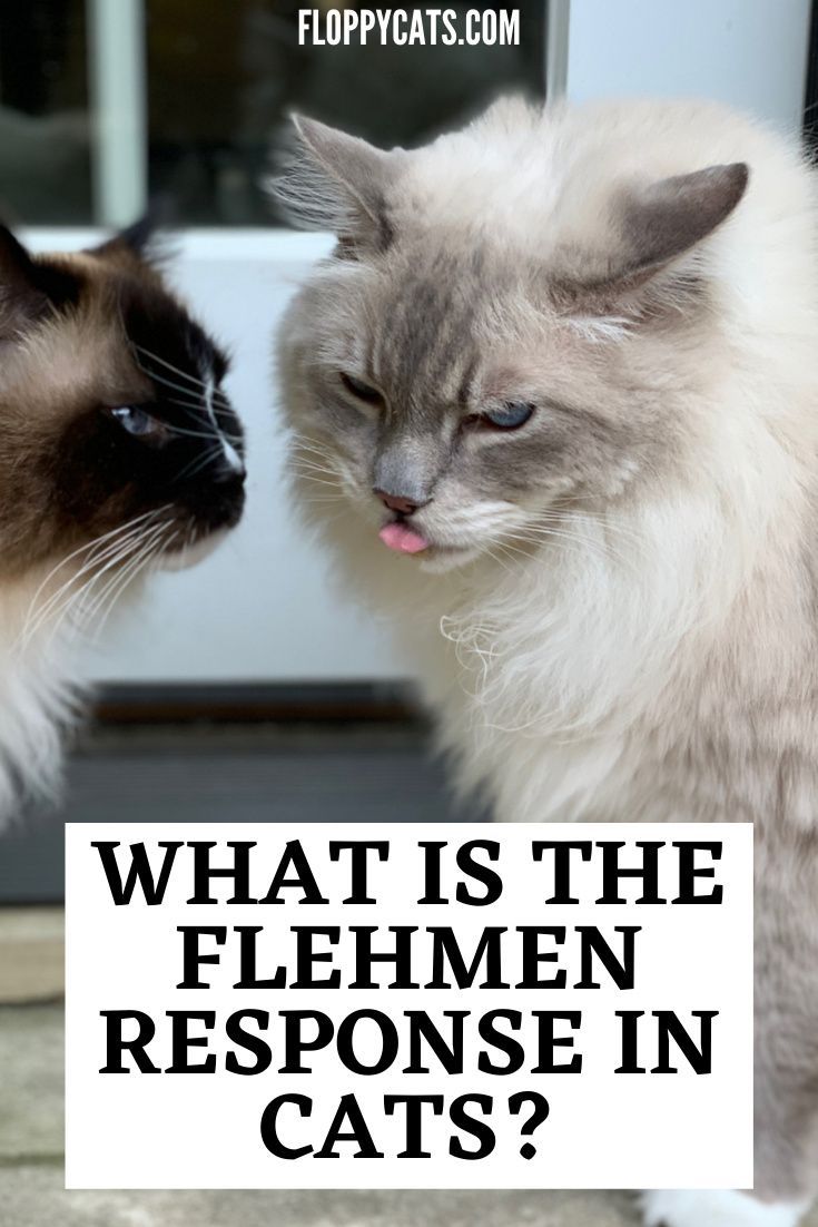 Why Do Cats Hold Their Mouths Open After Smelling? (Cat ...