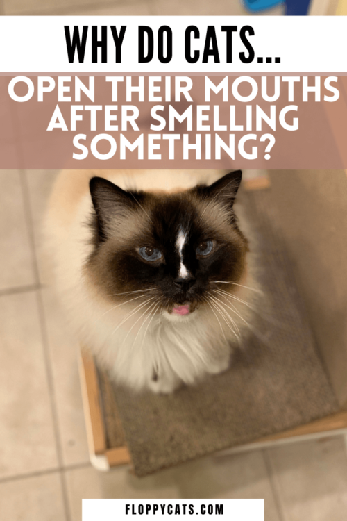 Why Do Cats Hold Their Mouths Open After Smelling? (Cat ...