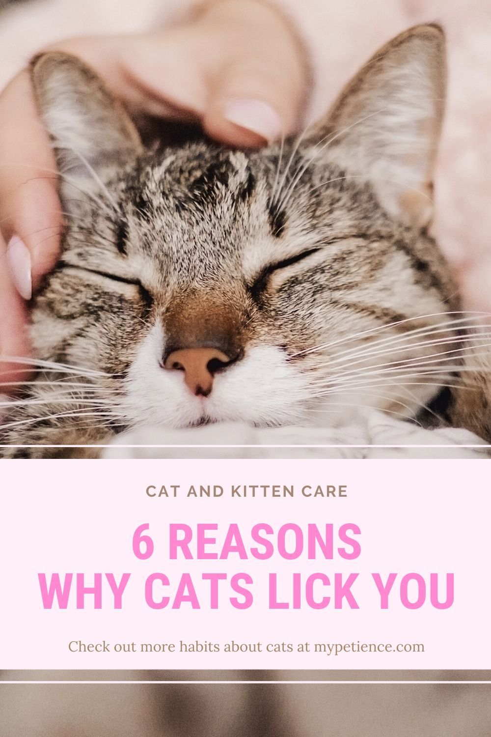 Why Does My Cat Lick My Hair?