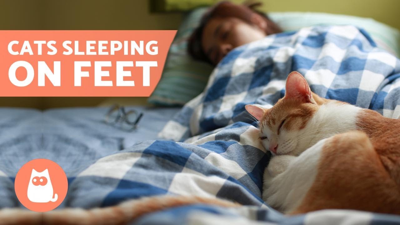 Why Does My CAT SLEEP on My FEET? ð¦¶ð?»ð?±ð¤ 5 Reasons!