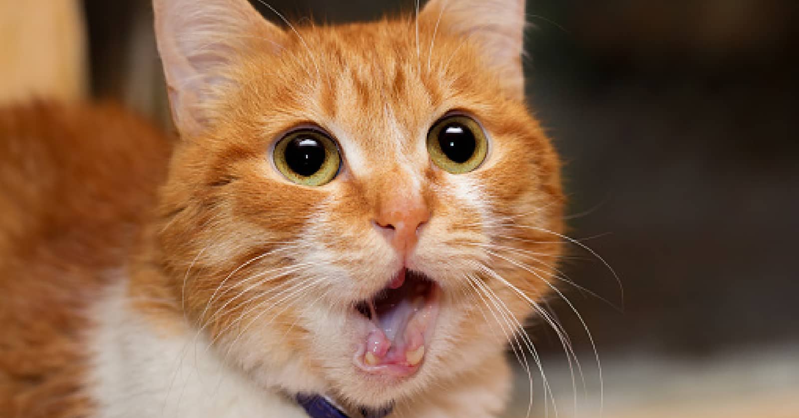 11 Surprising Smells That Cats Hate So Much That They