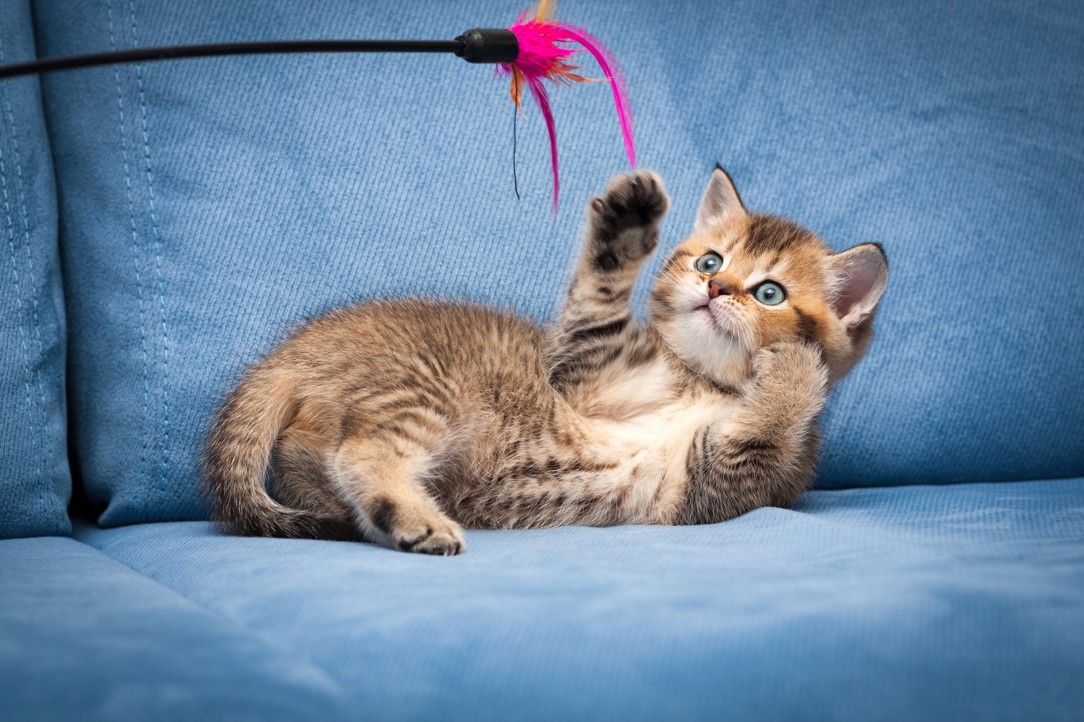 14 Toys Your Cat Might Actually Play With