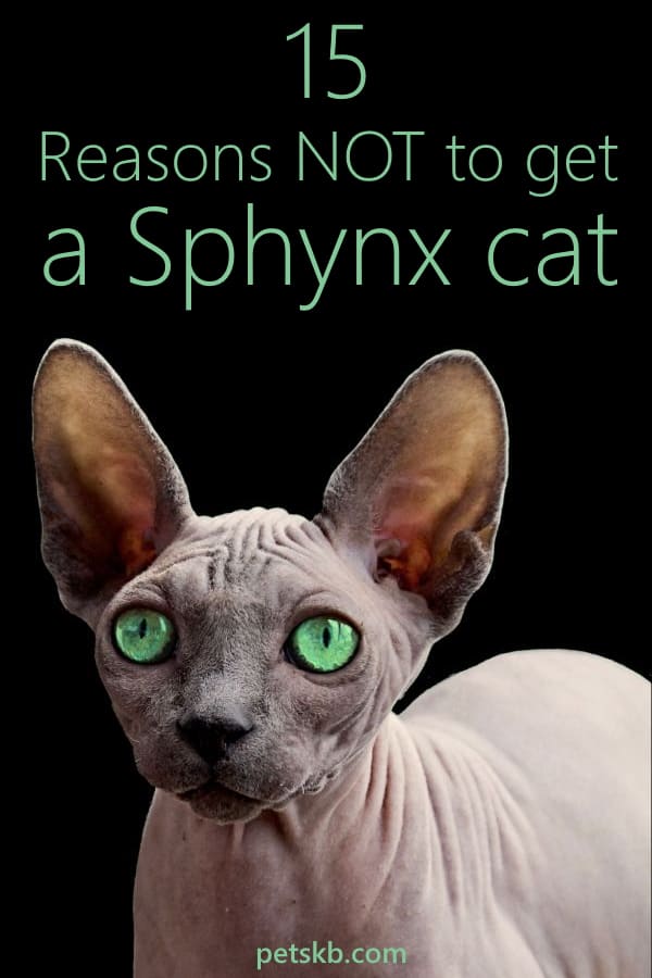 15 Reasons to NOT get a Sphynx cat â¢ The Pets KB