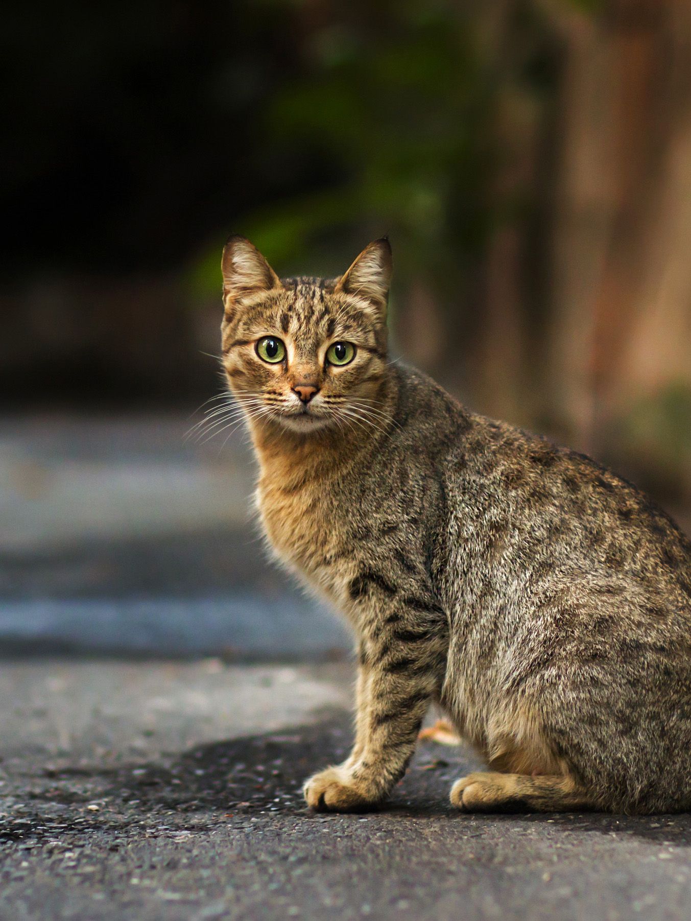 22 Pics] 10 stray tabby cat who look like small tiger ...