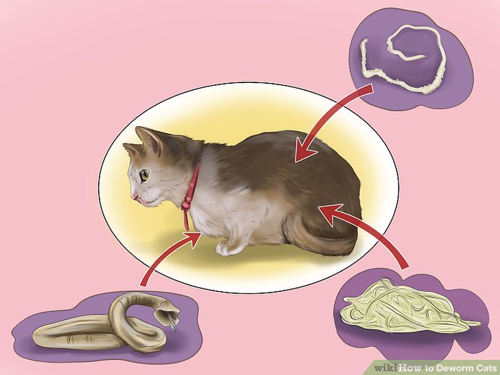 4 Ways to Deworm Cats
