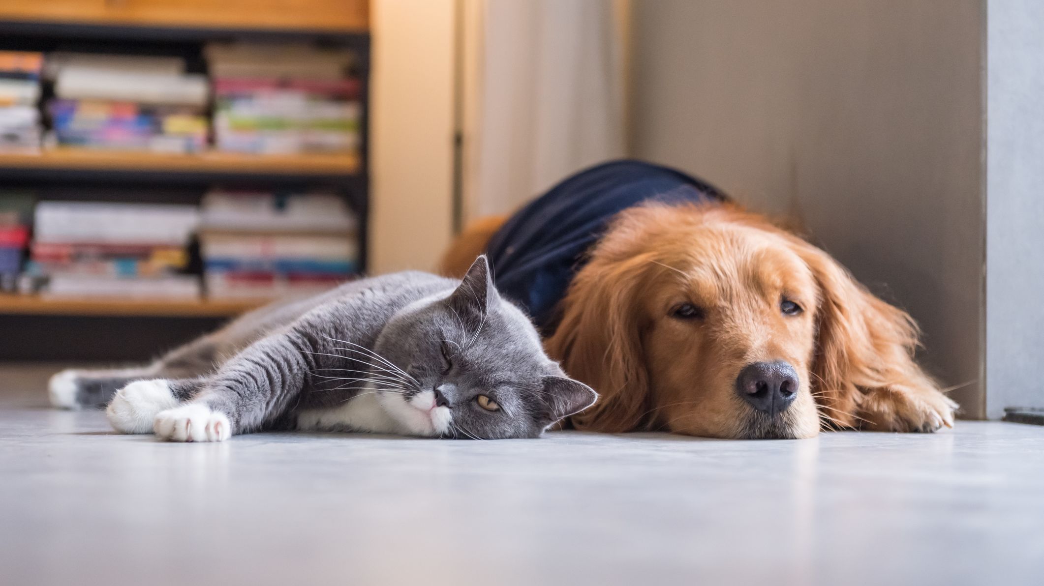 5 Dog Breeds That Get Along With Cats