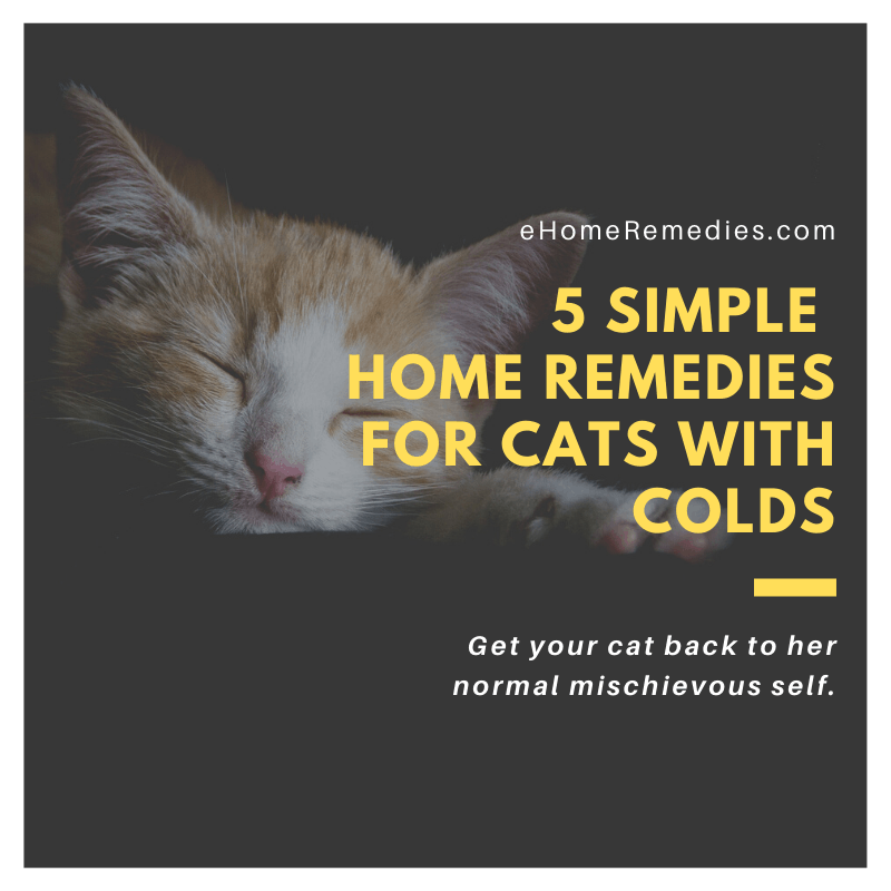 5 Simple Home Remedies For Cats With Colds » EHome Remedies