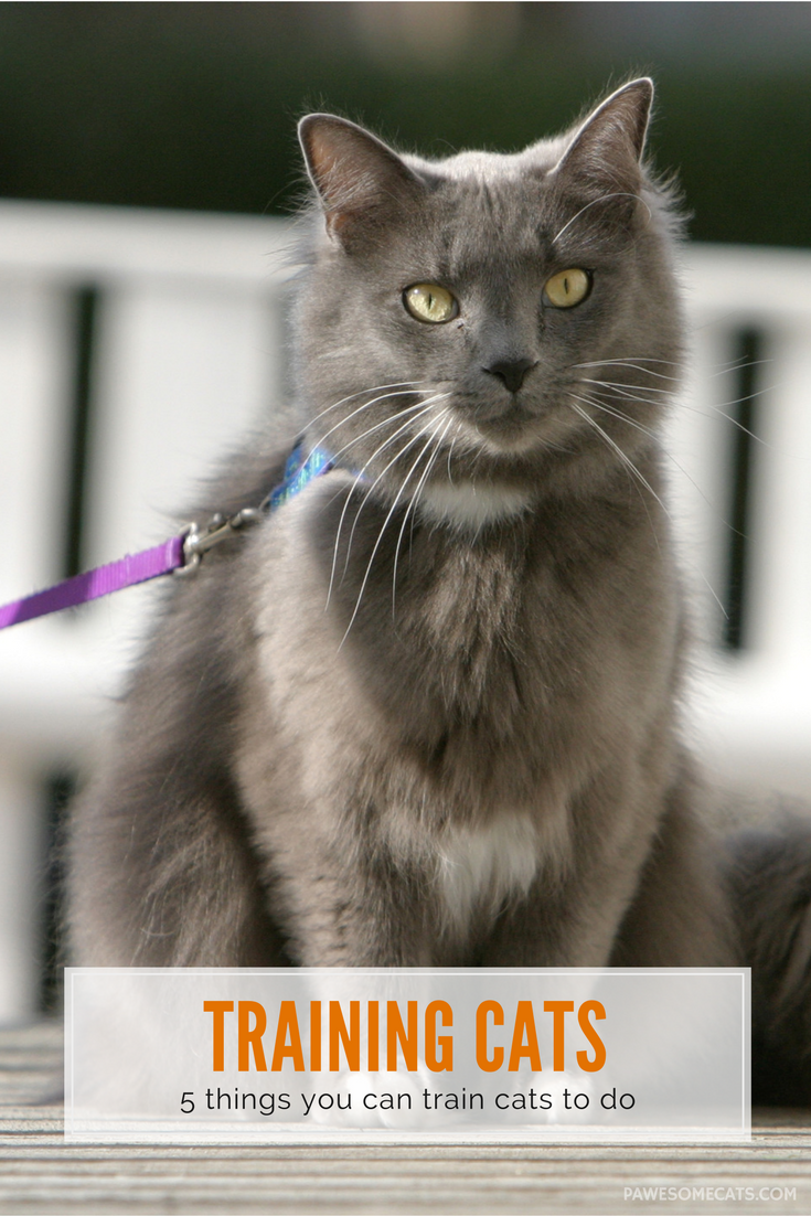 5 Things You Can Train Your Cat to Do