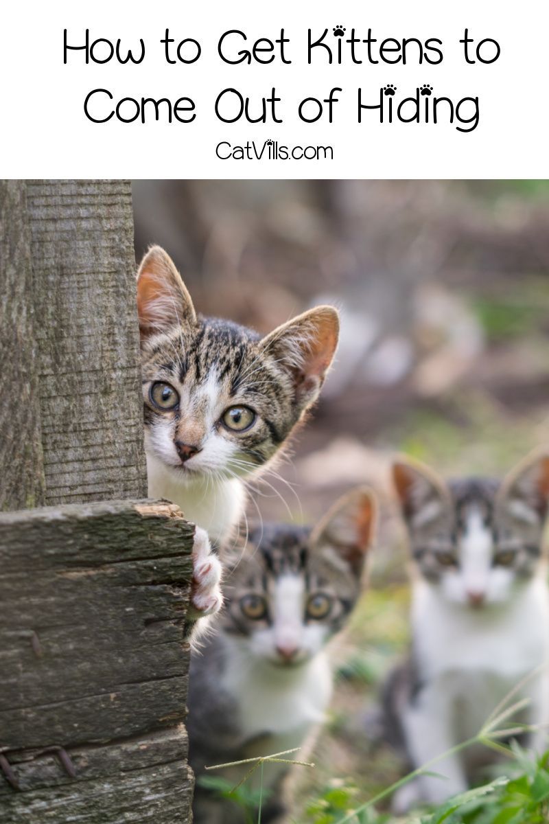 5 Tips on How to Get Kittens to Come Out of Hiding ...
