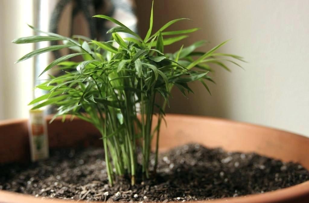 50 House Plants Safe For Cats Children