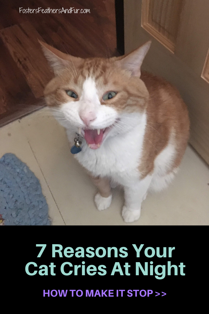 7 Reasons your cat cries at night and how to make it stop ...