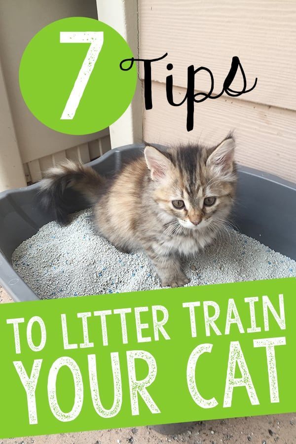 7 Tips to Litter Train a Cat