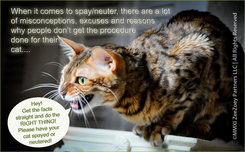 A Roundtable Discussion on Cats for Spay/Neuter Awareness ...