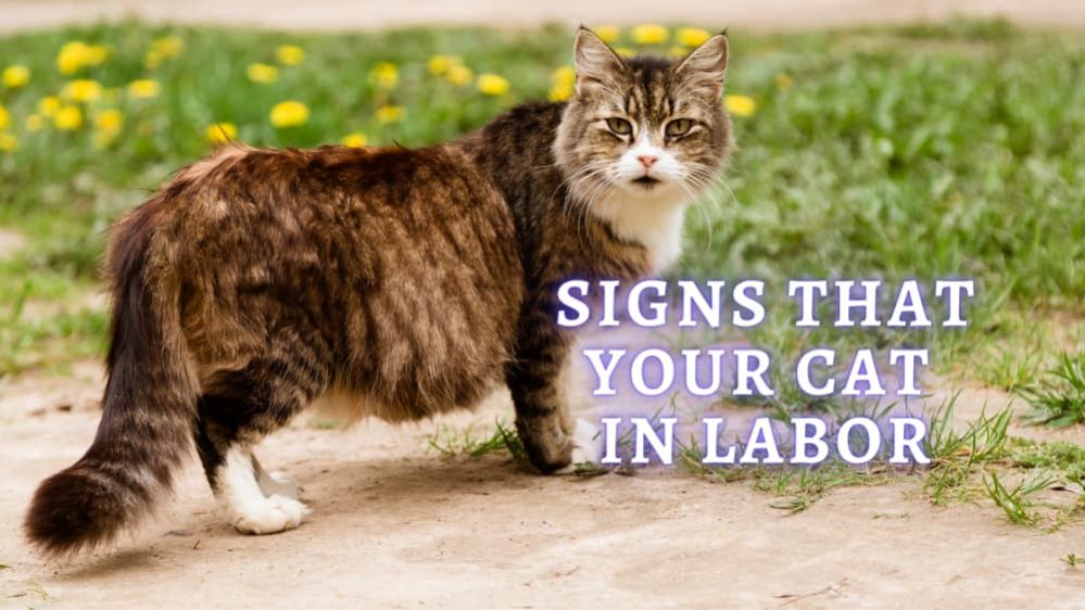 á? Signs Cat Going into Labor: How to Tell If Cat Is In Labor?