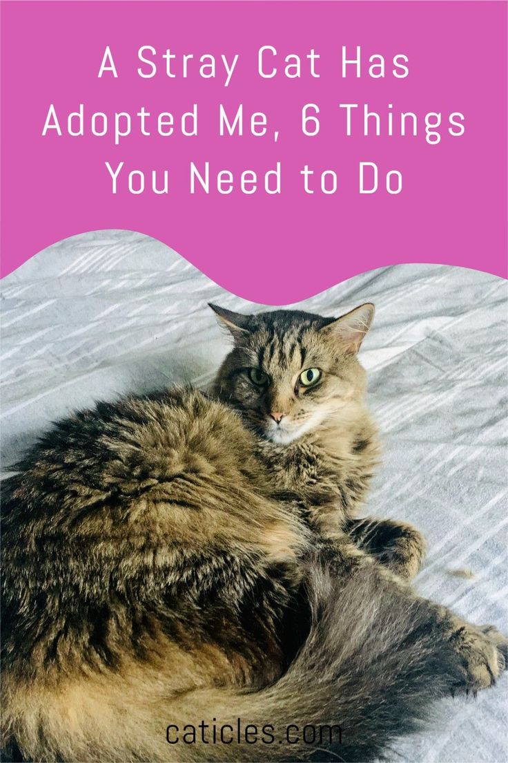 A Stray Cat Has Adopted Me, 6 Things You Need to Do in ...