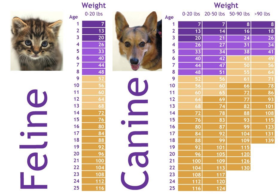 Age in Pets