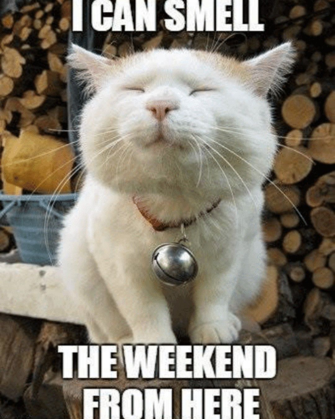 Almost The Weekend Cat Meme