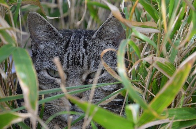 Are Bamboo Plants Poisonous To Cats?