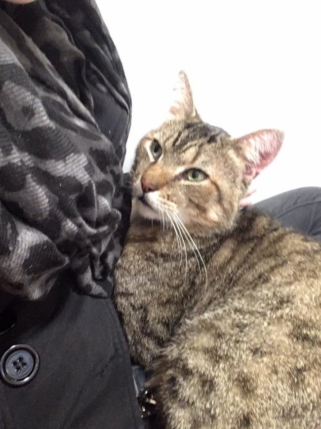 Big Tabby Cat Found His Potential Human Mom, Clutched Onto ...