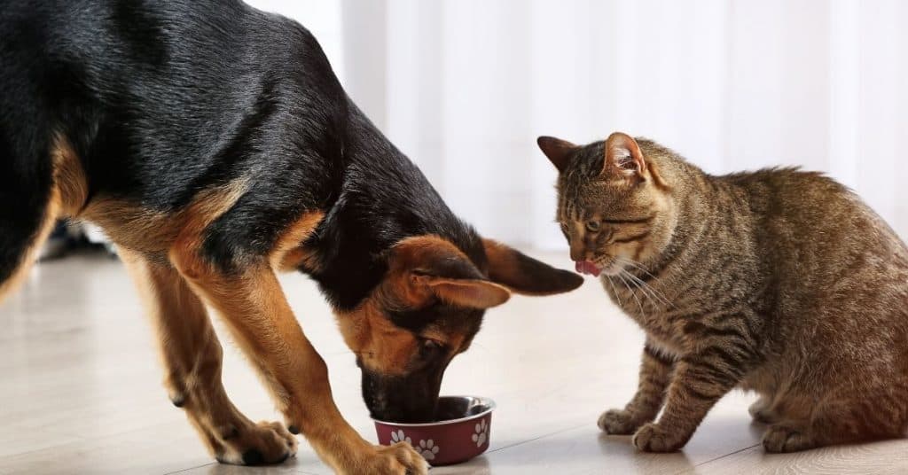 Can a Cat Eat Dog Food? Is It Safe?  Mr Dog Food