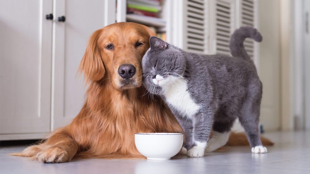 Can Cats Eat Dog Food? Comparing Cat And Dog Diets