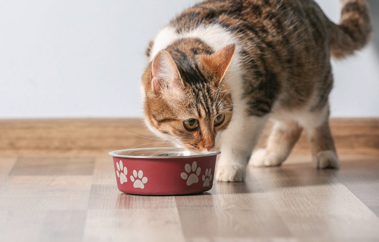 Can Cats Eat Dog Food? What to Feed My Cat?