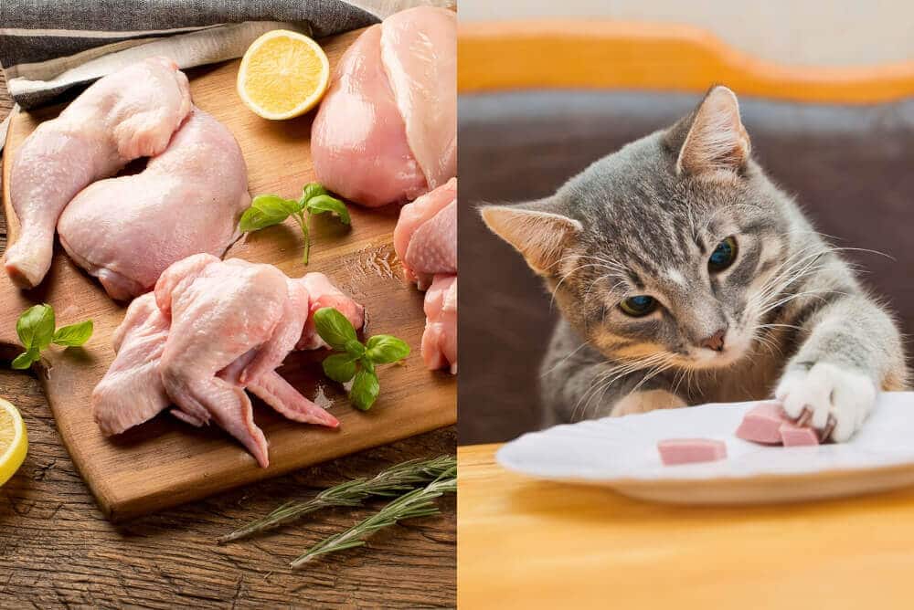 Can Cats Eat Raw Chicken?  Answered in Detail