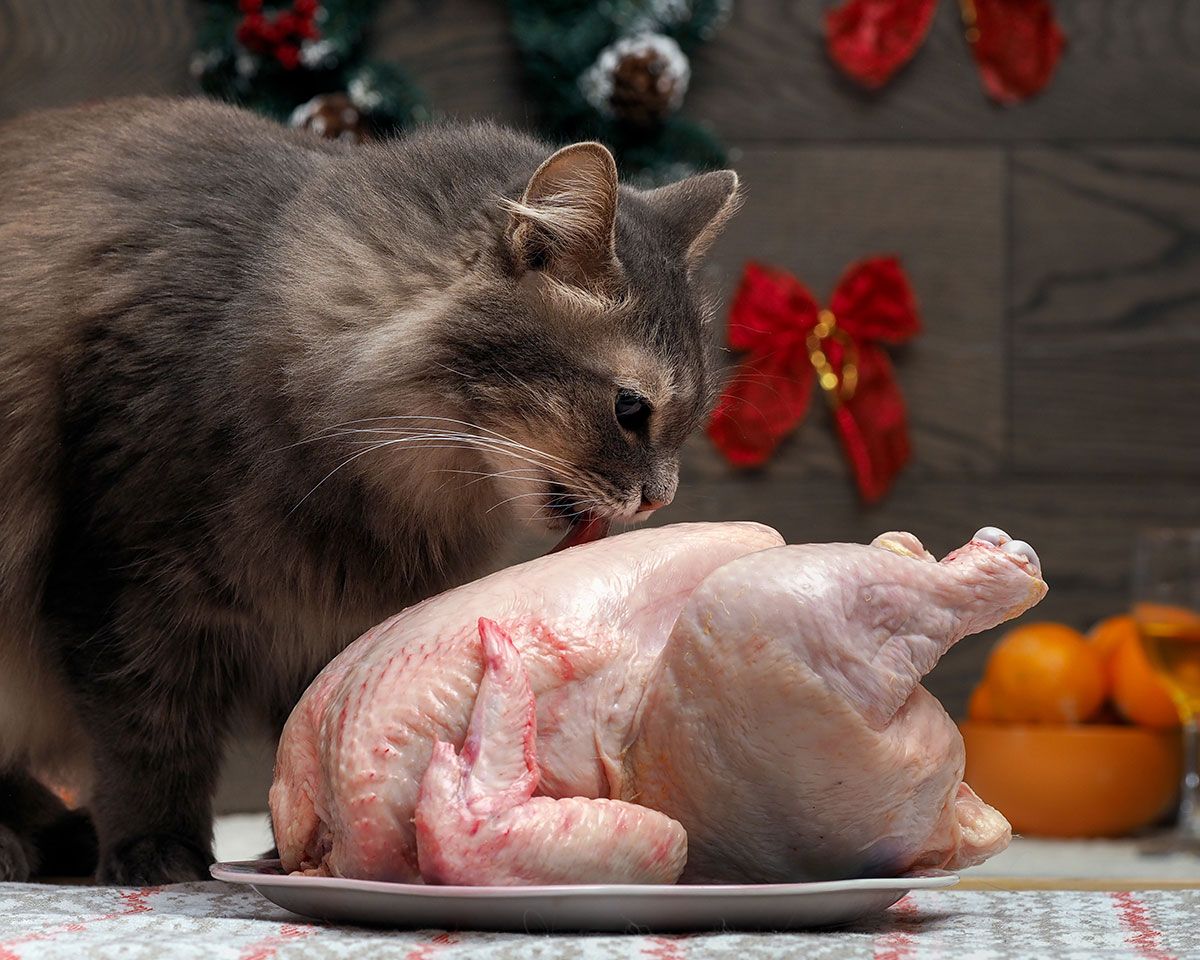 Can Cats Eat Raw Chicken? Read on