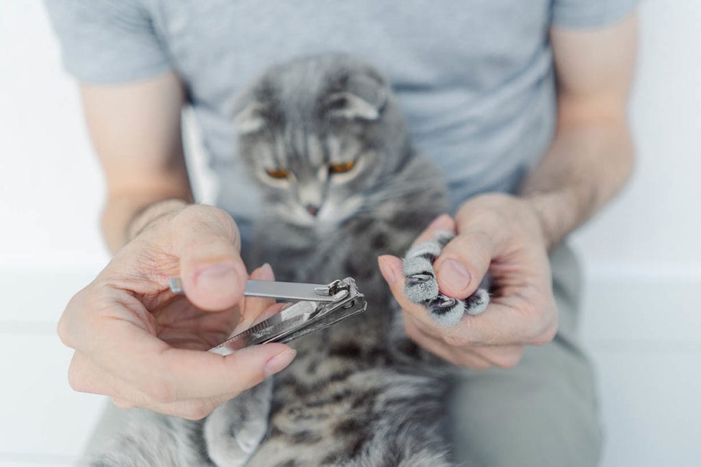 Can I Cut My Cats Nails With Human Nail Clippers ...