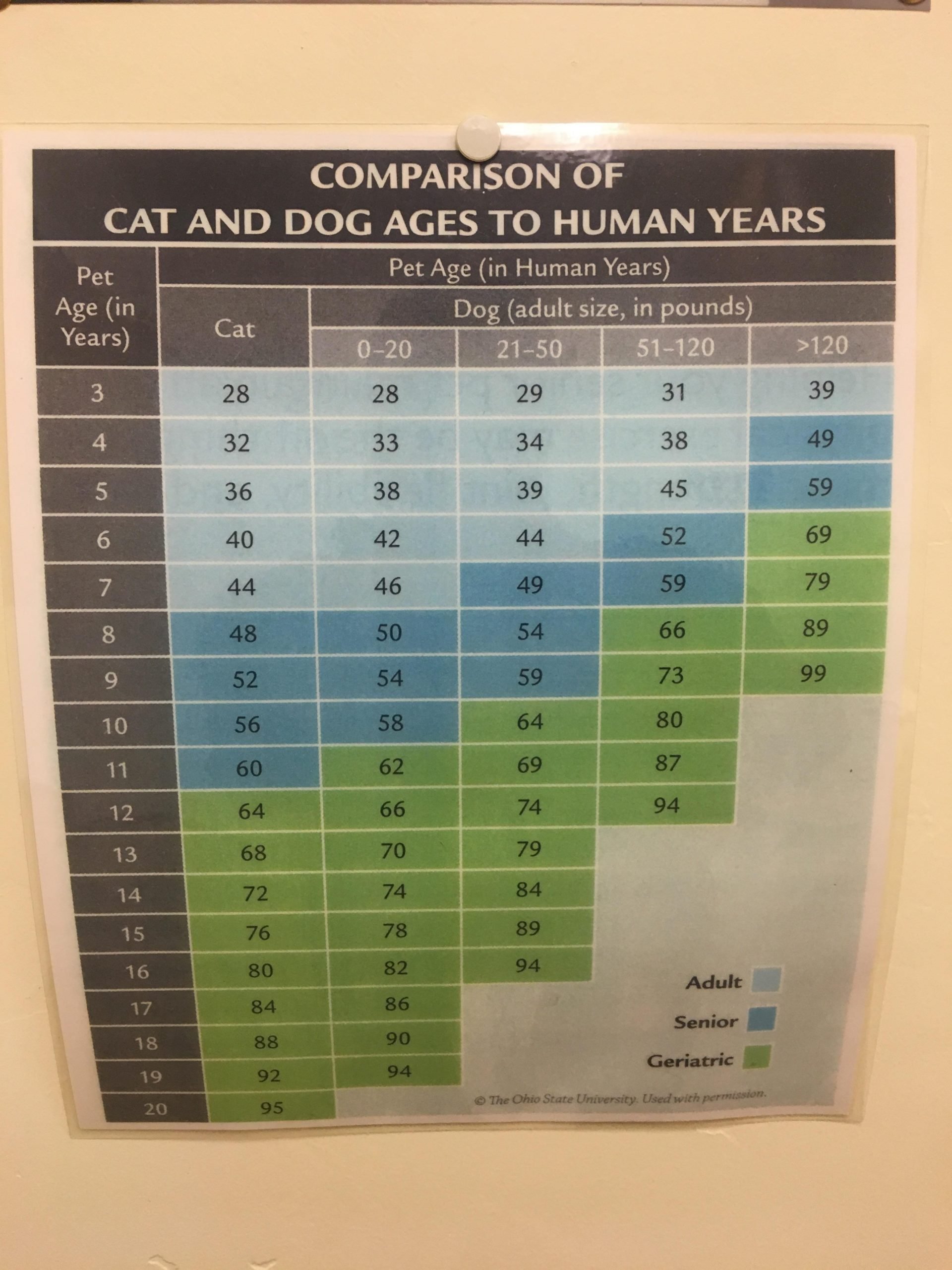 Cat and dog years converted to human ages : coolguides