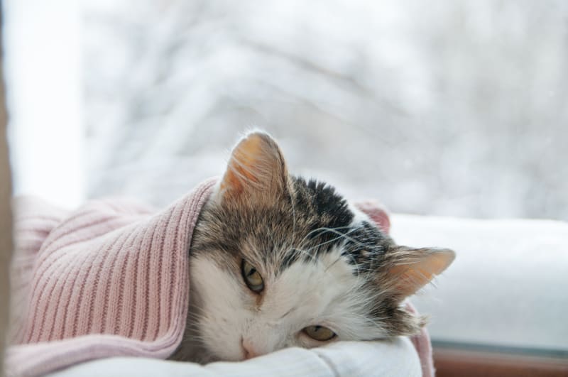Cat Colds: Can Cats Catch Colds & What You Can Do ...