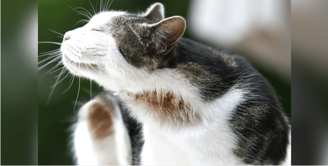 Cat Dandruff: How To Get Rid Of It