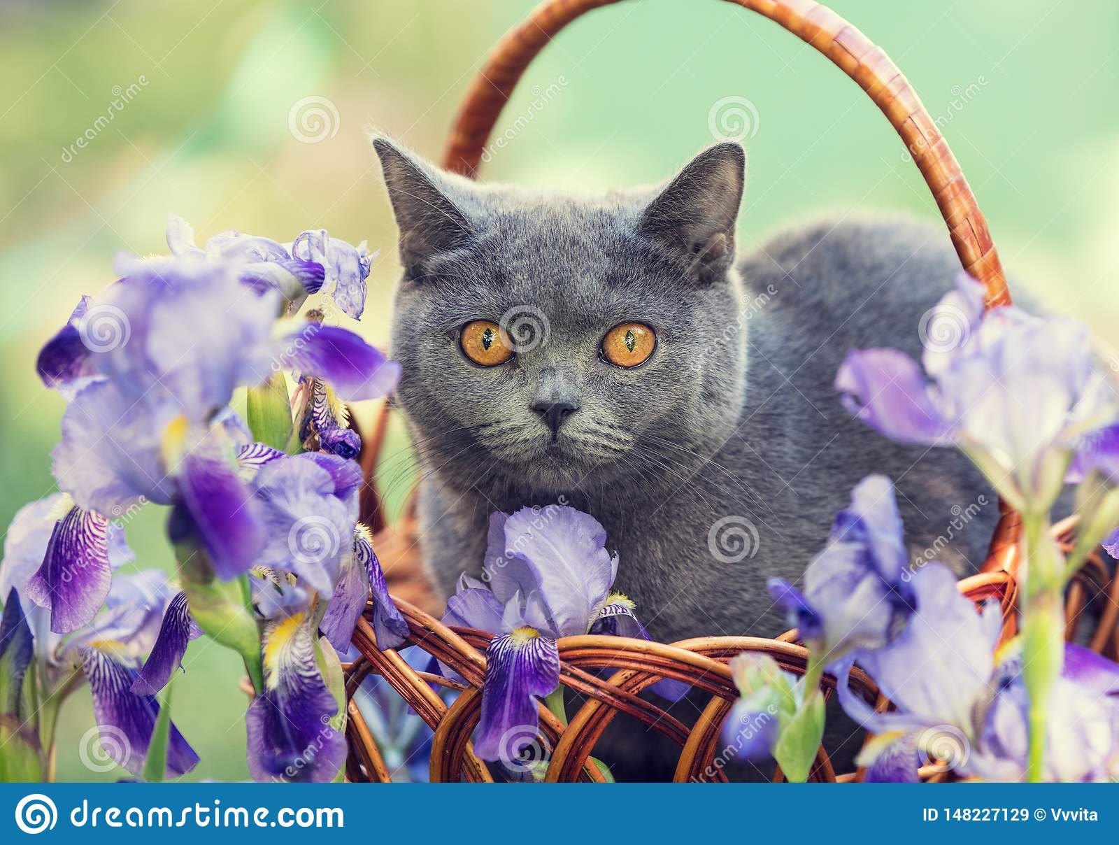 Cat Sitting In A Basket In Iris Flowers Stock Image ...